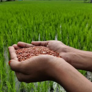 hands holding farm fresh ponni mapala Samba rice