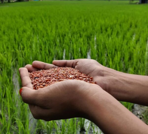 hands holding farm fresh ponni mapala Samba rice