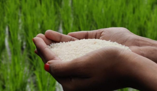 hands holding Seeranga Samba Rice